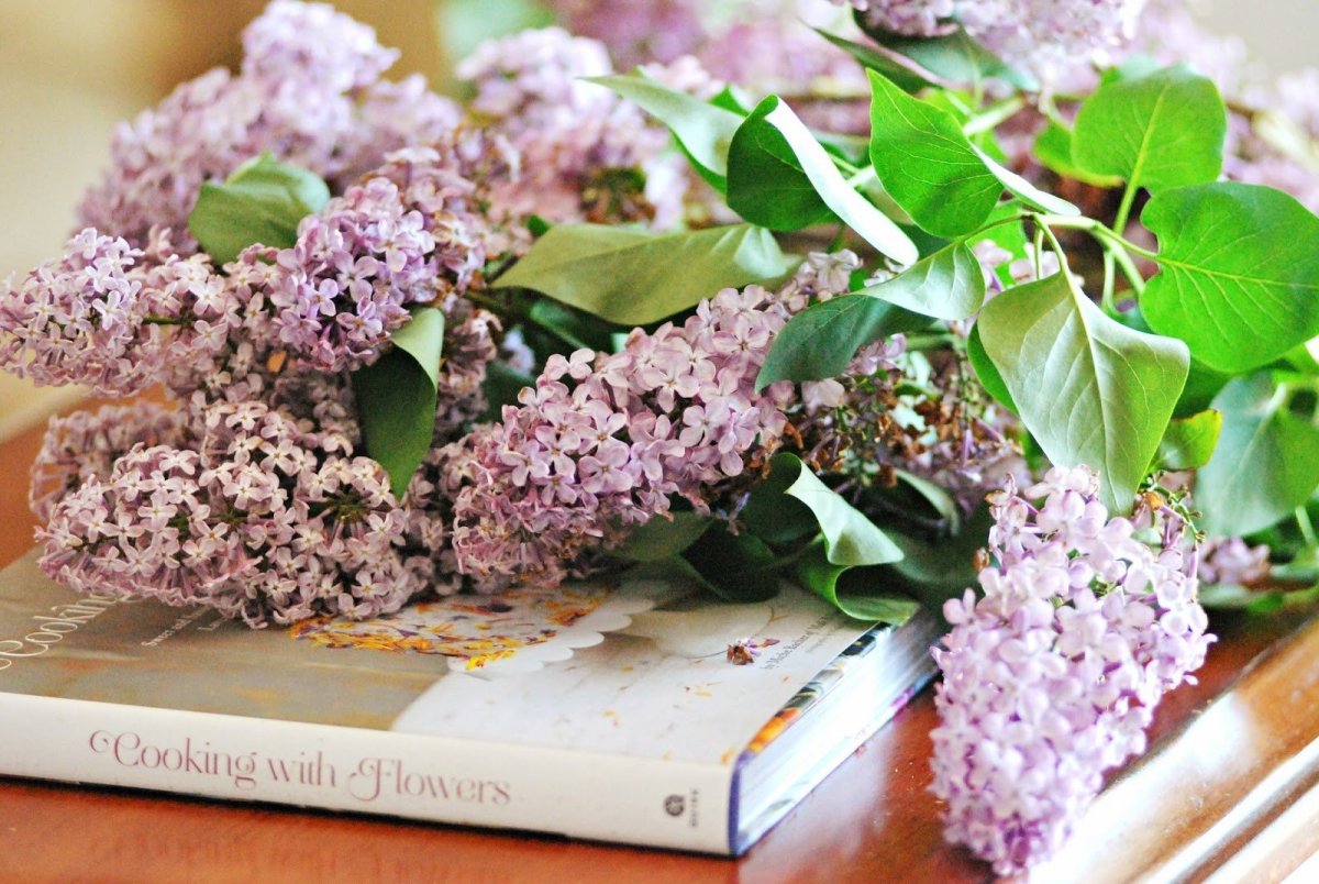 Сирень обыкновенная Кружевница