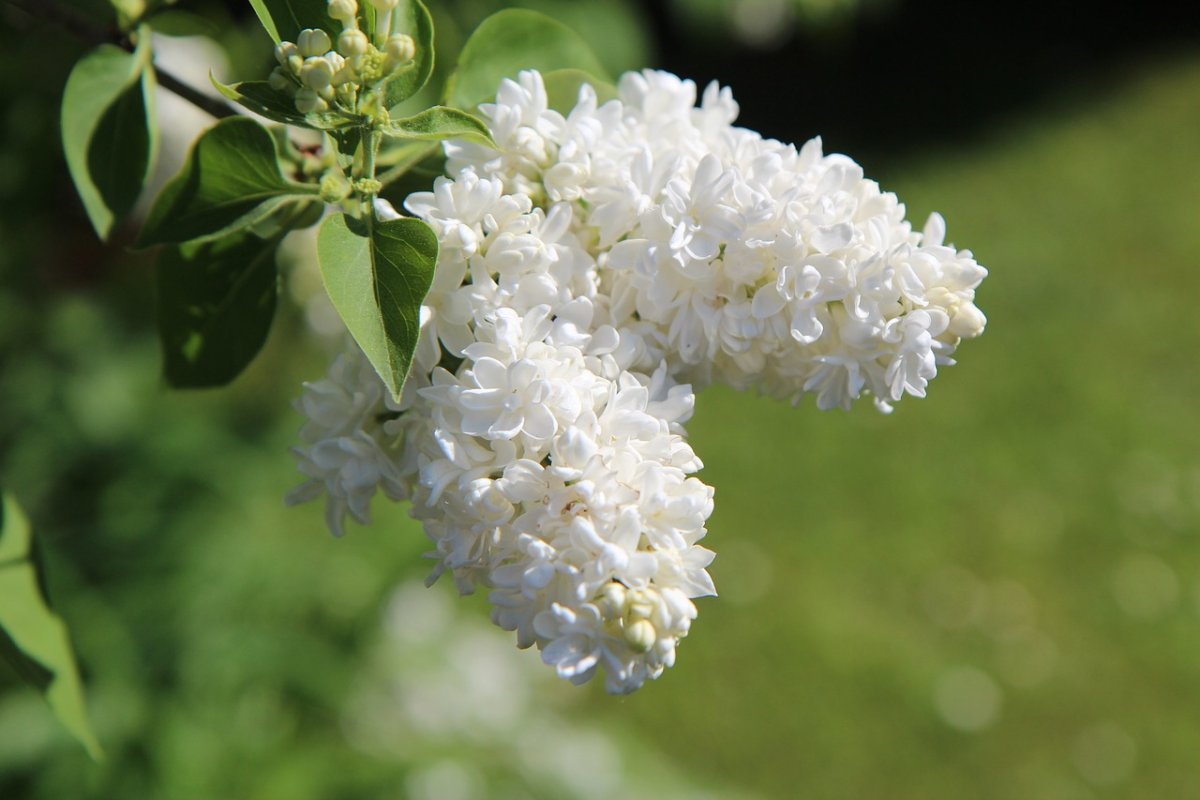 Syringa amurensis