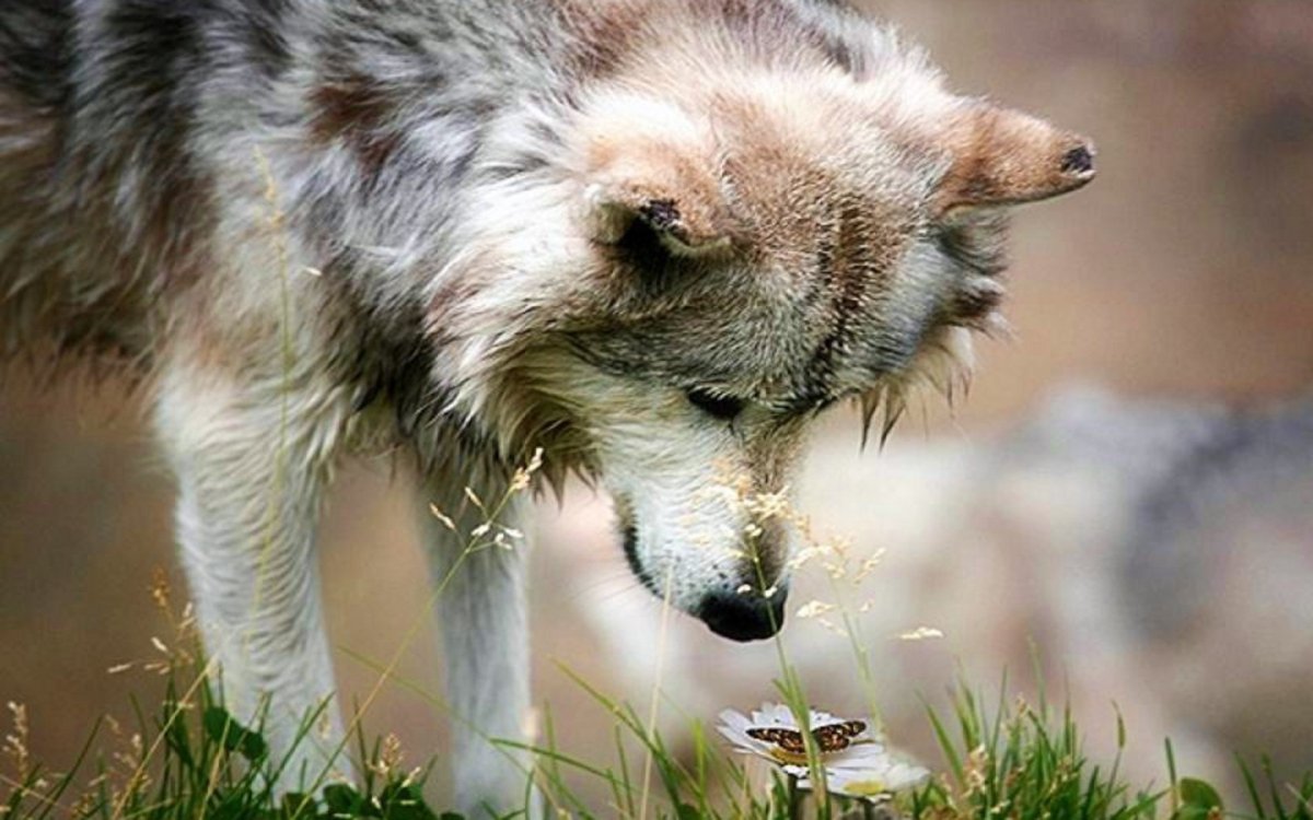 Грустный волк