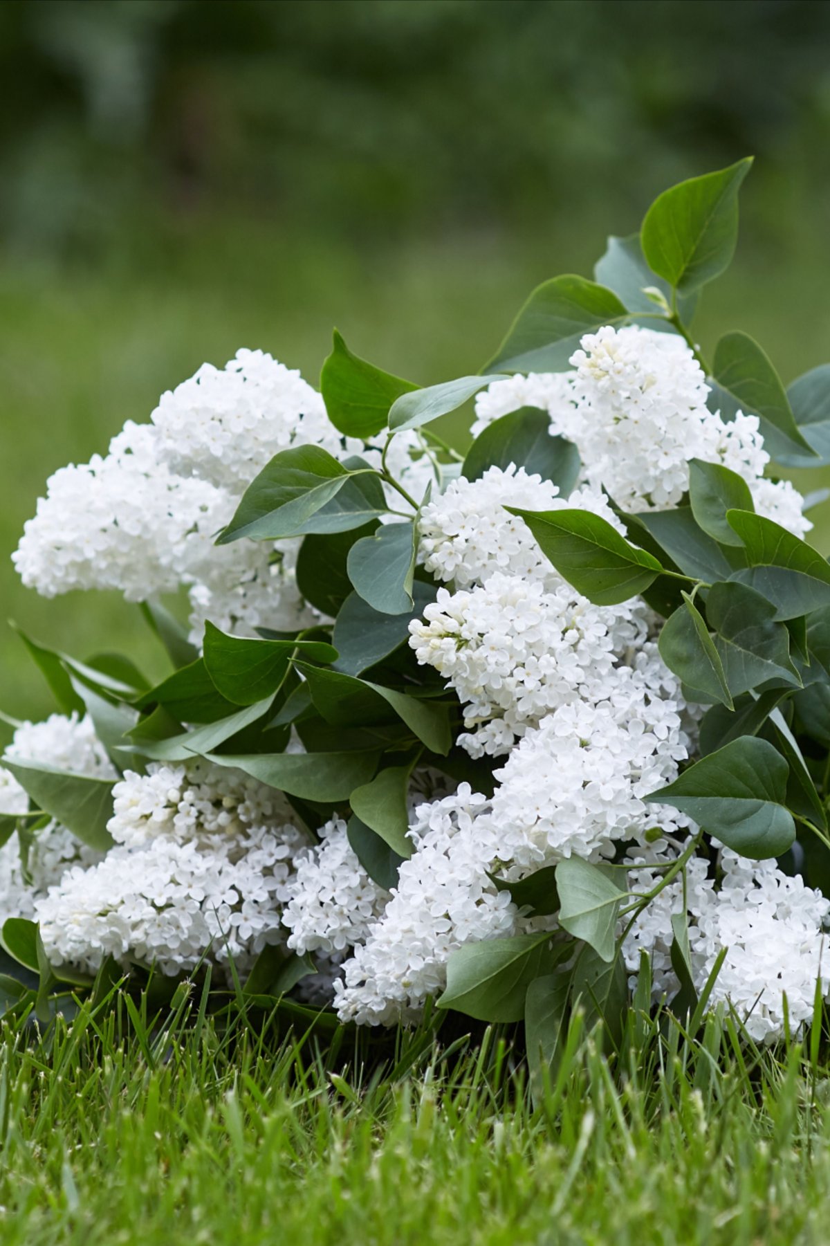 Сирень белая Амишот