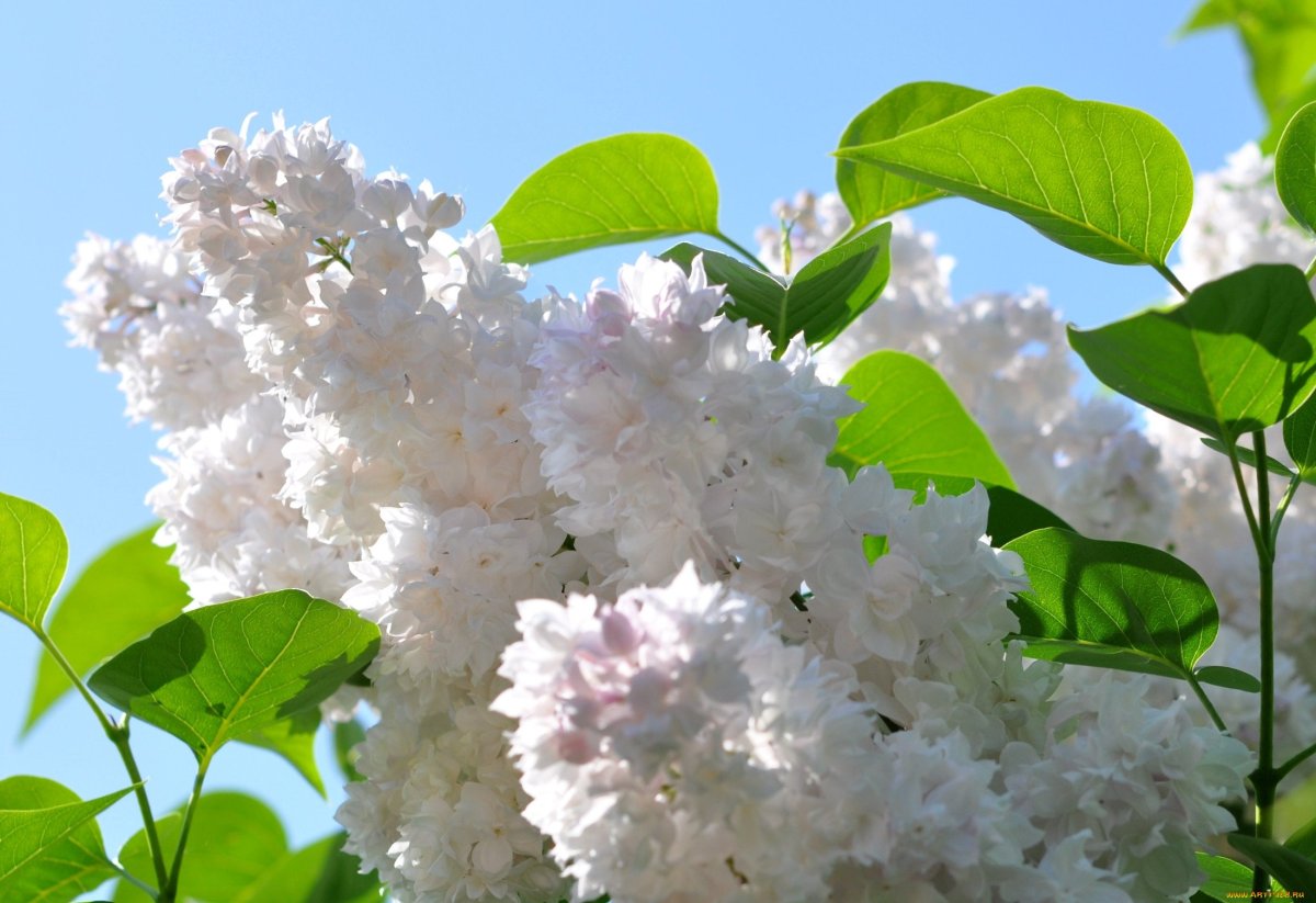 Сирень и черемуха