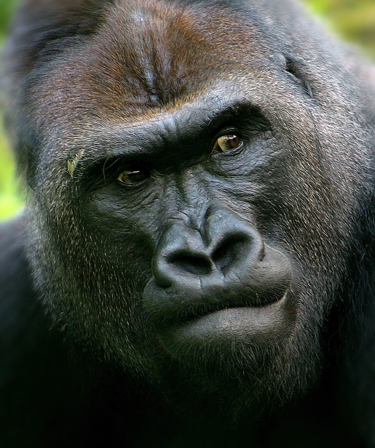 Задумчивая горилла