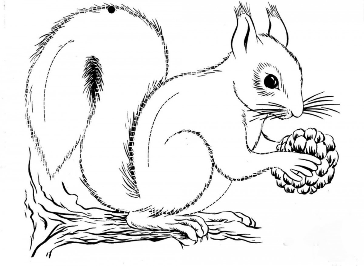 Белка раскраска для детей