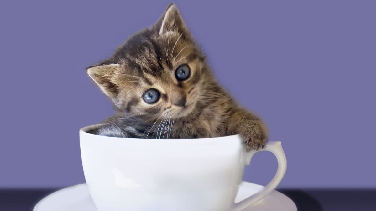 Котенок в кружке