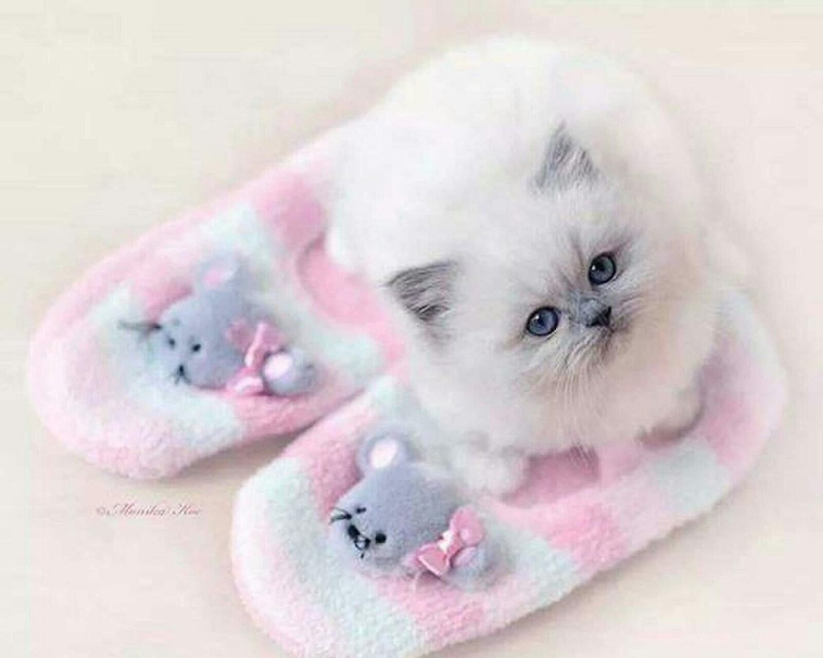 Кошки маленькие милые