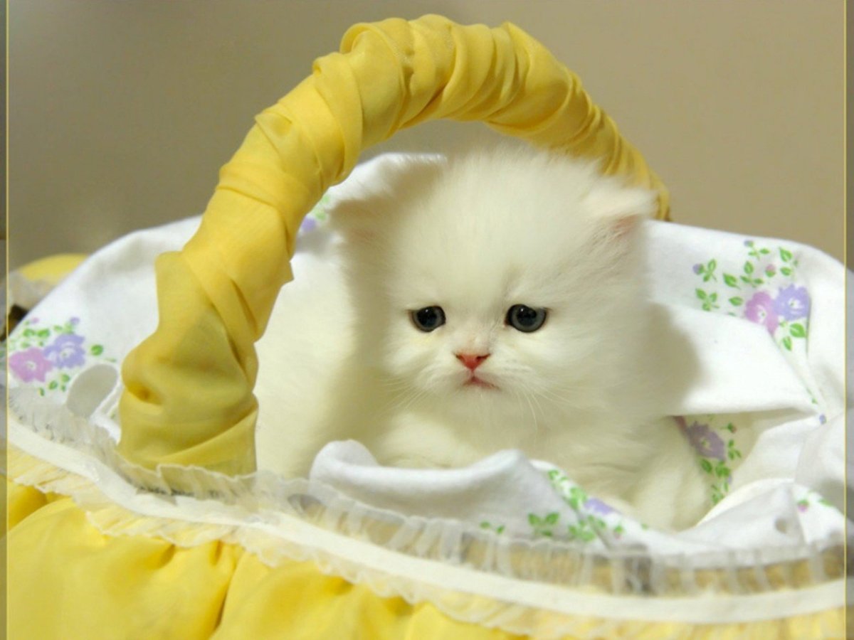 Доброе утро белый котенок
