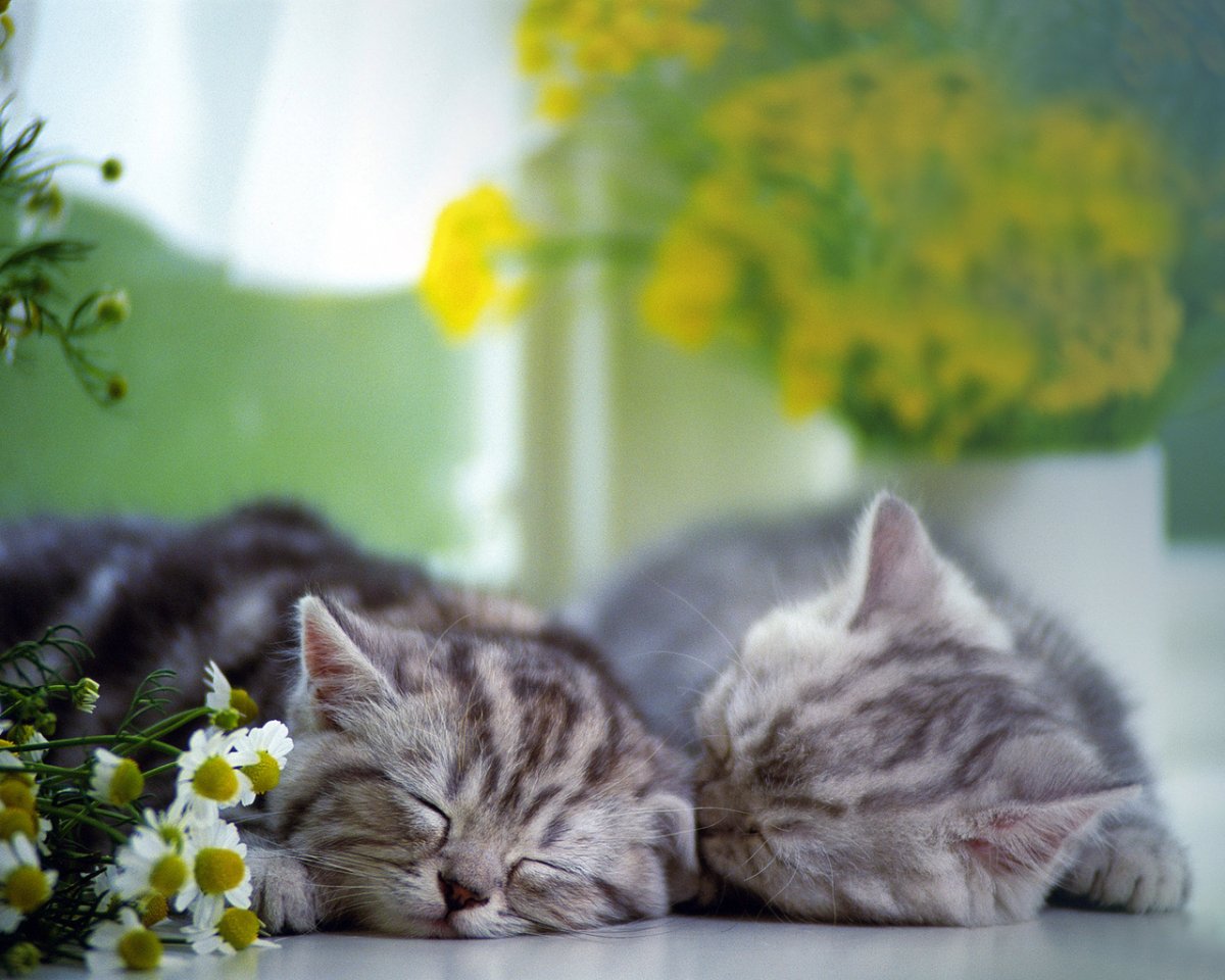 Котенок в цветах утром