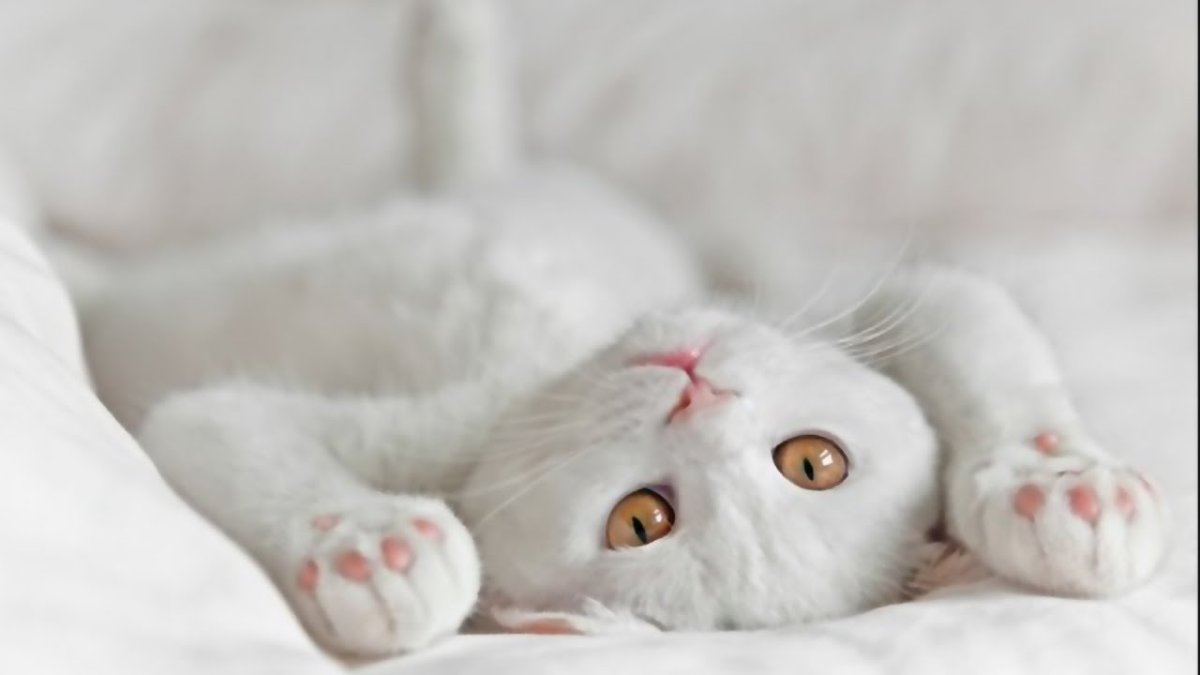 Доброе утро белая кошка