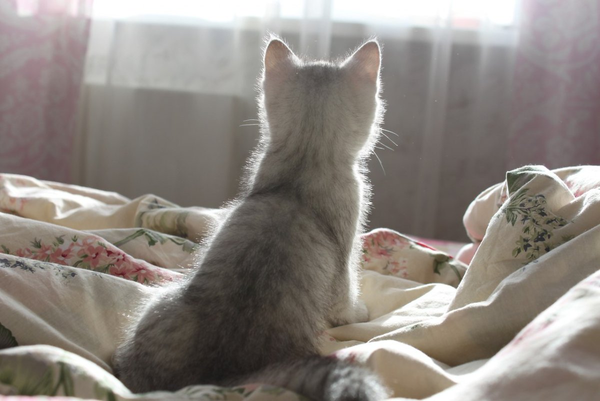 Котенок проснулся