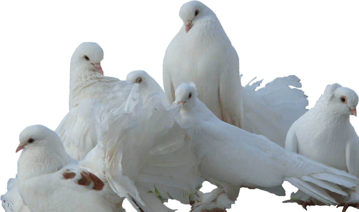 Голуби с добрым утром