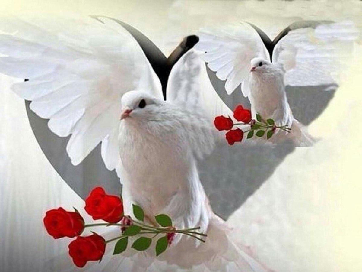 Голубь счастья