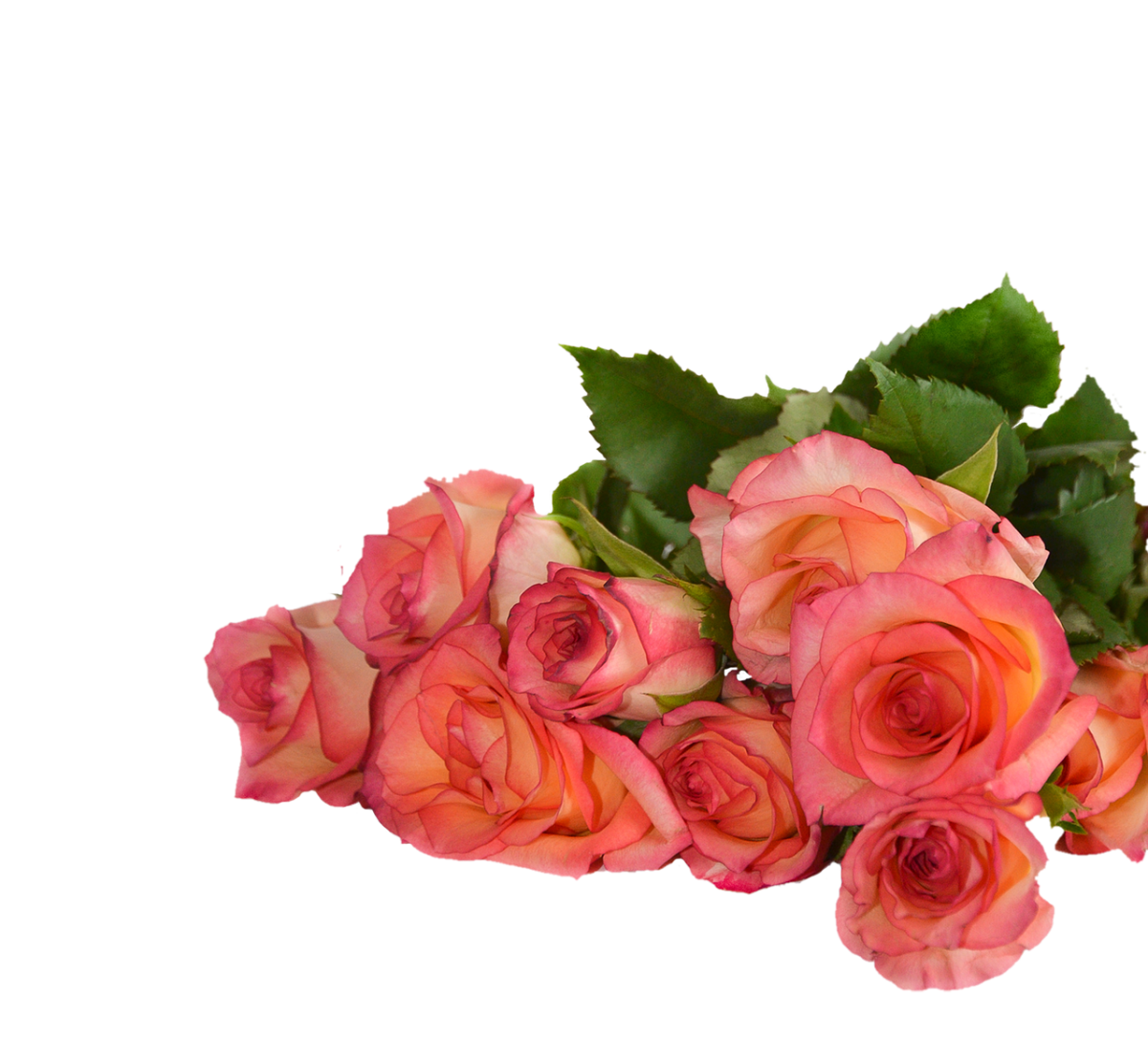 Композиция из роз на прозрачном фоне