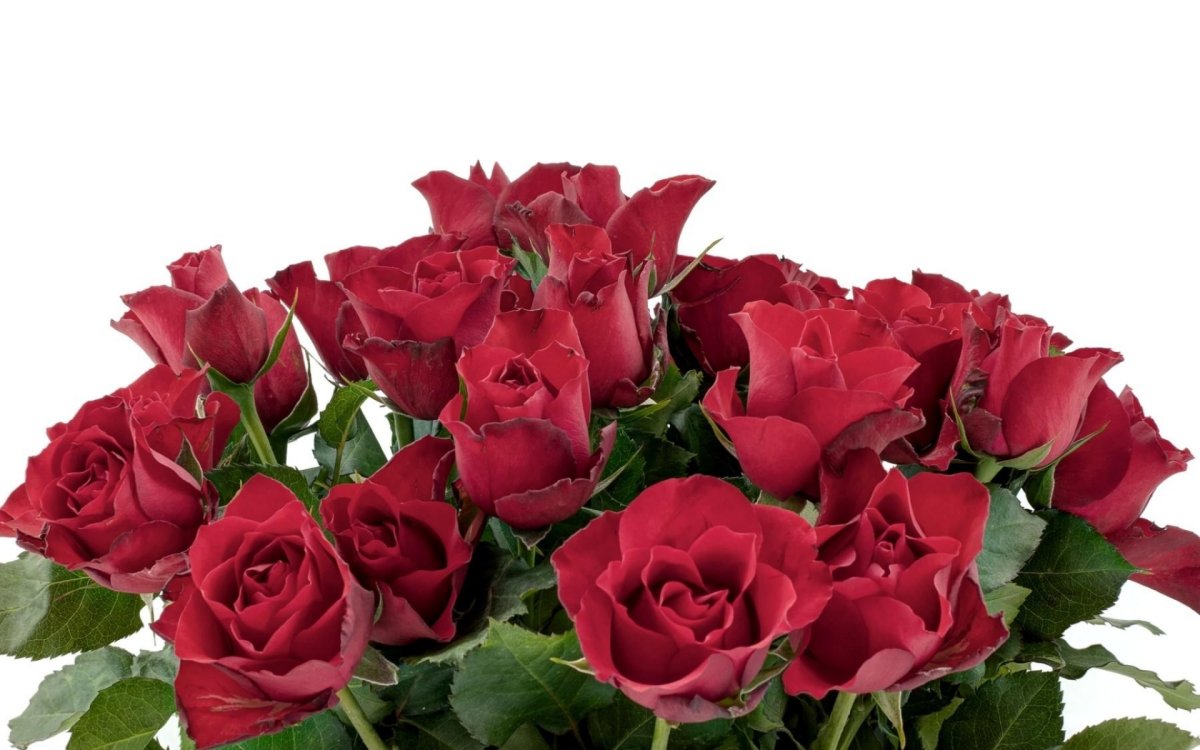 Букет красных роз