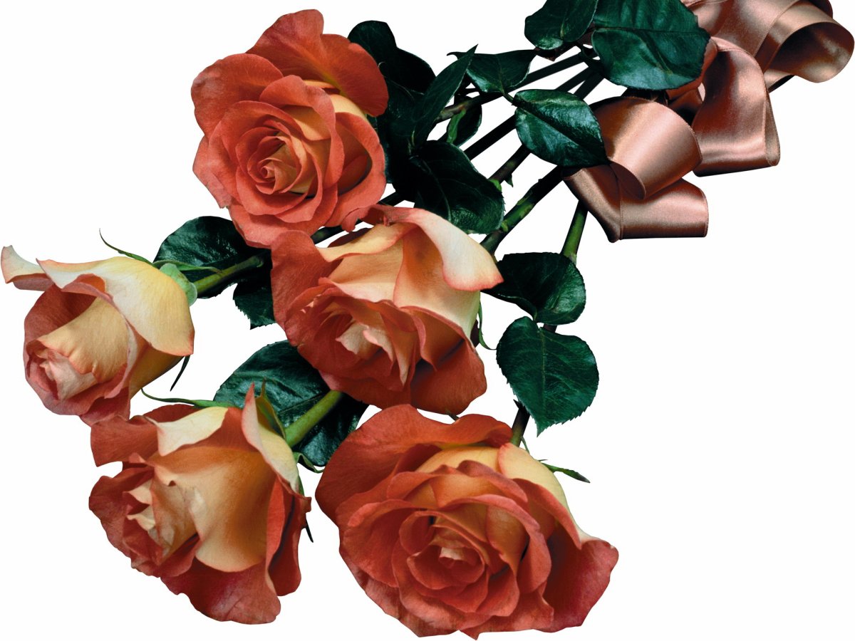 Роза тр инкер Кристин