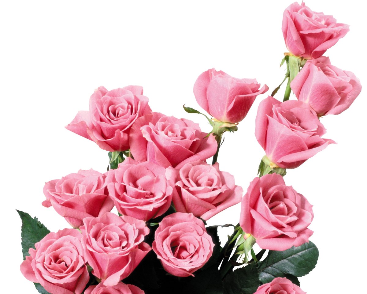 Букет роз на прозрачном фоне