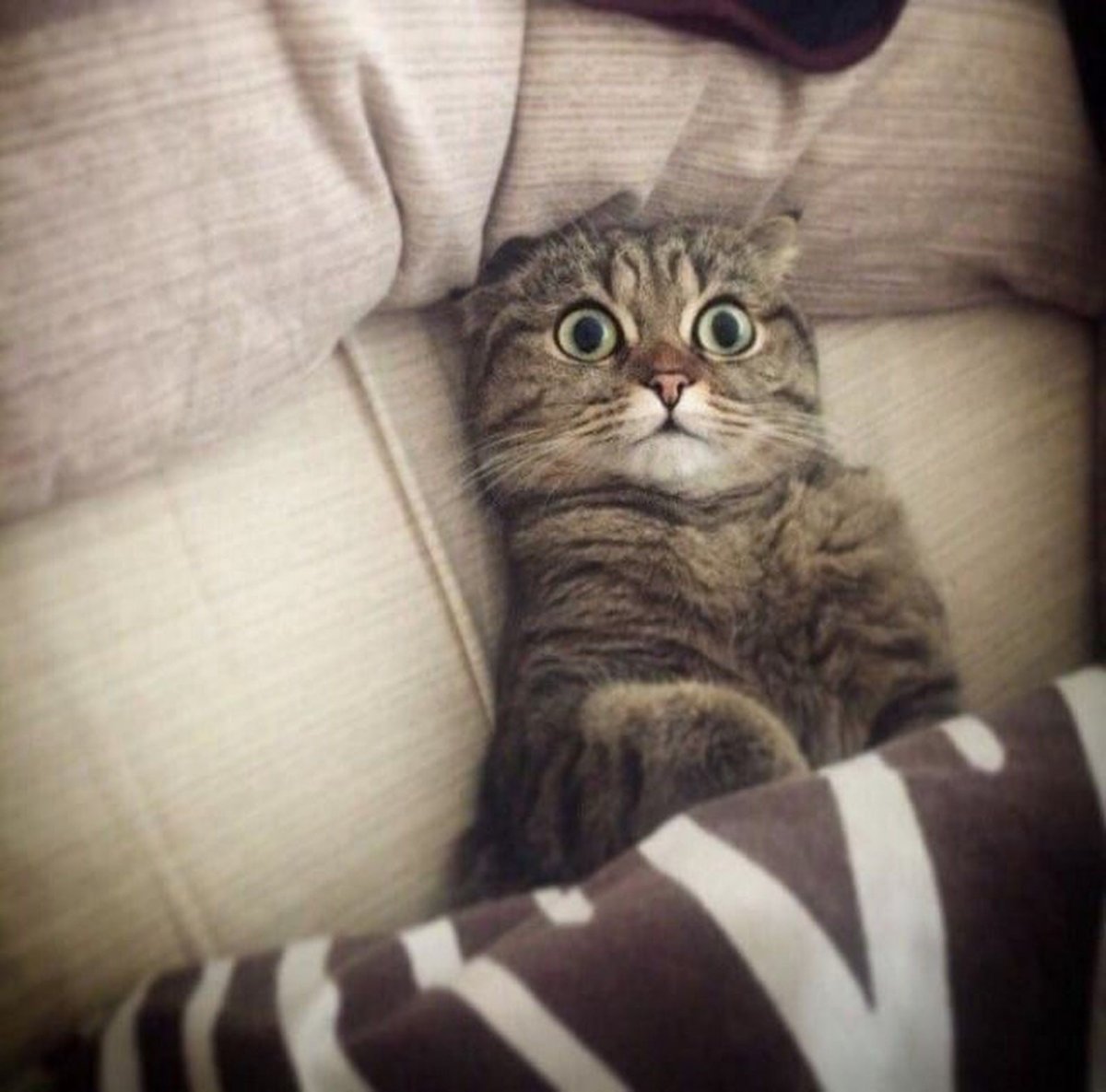 Утренние приколы с котами