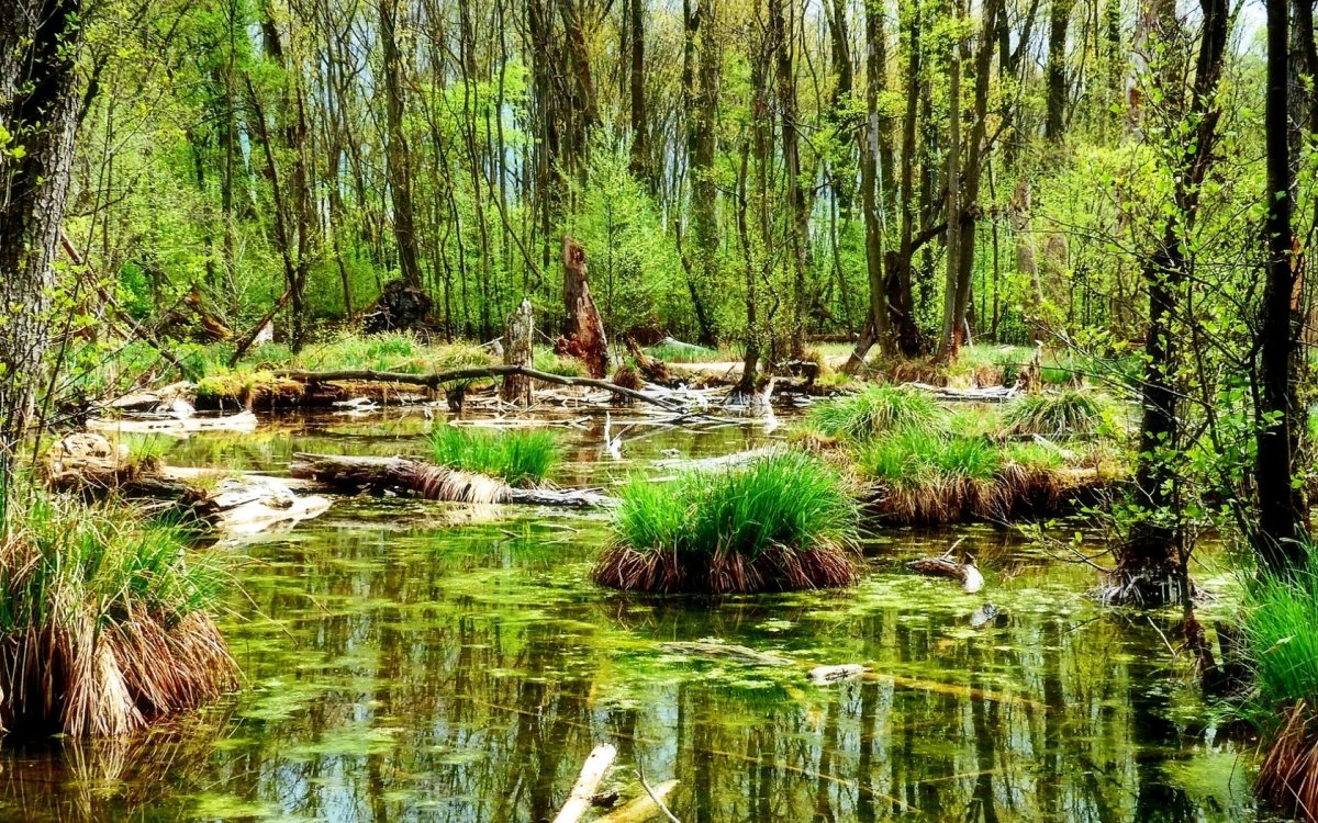 Болото Электросталь