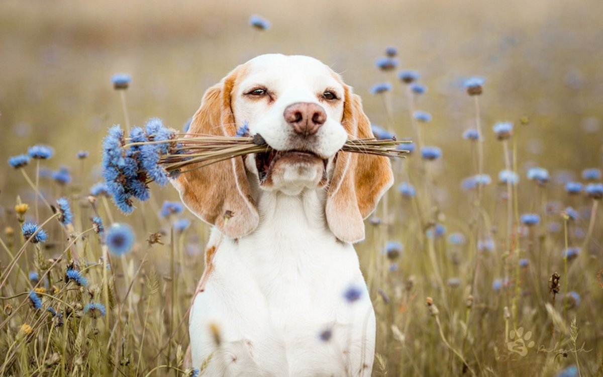 Смешные весенние собаки