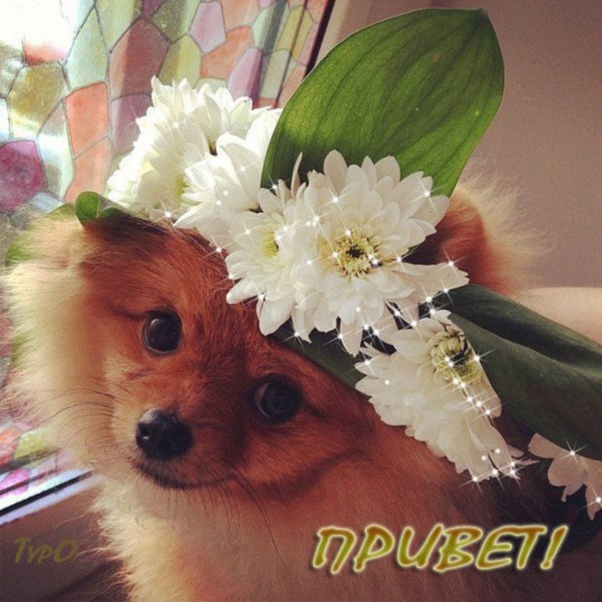 Акварельные Жирафы