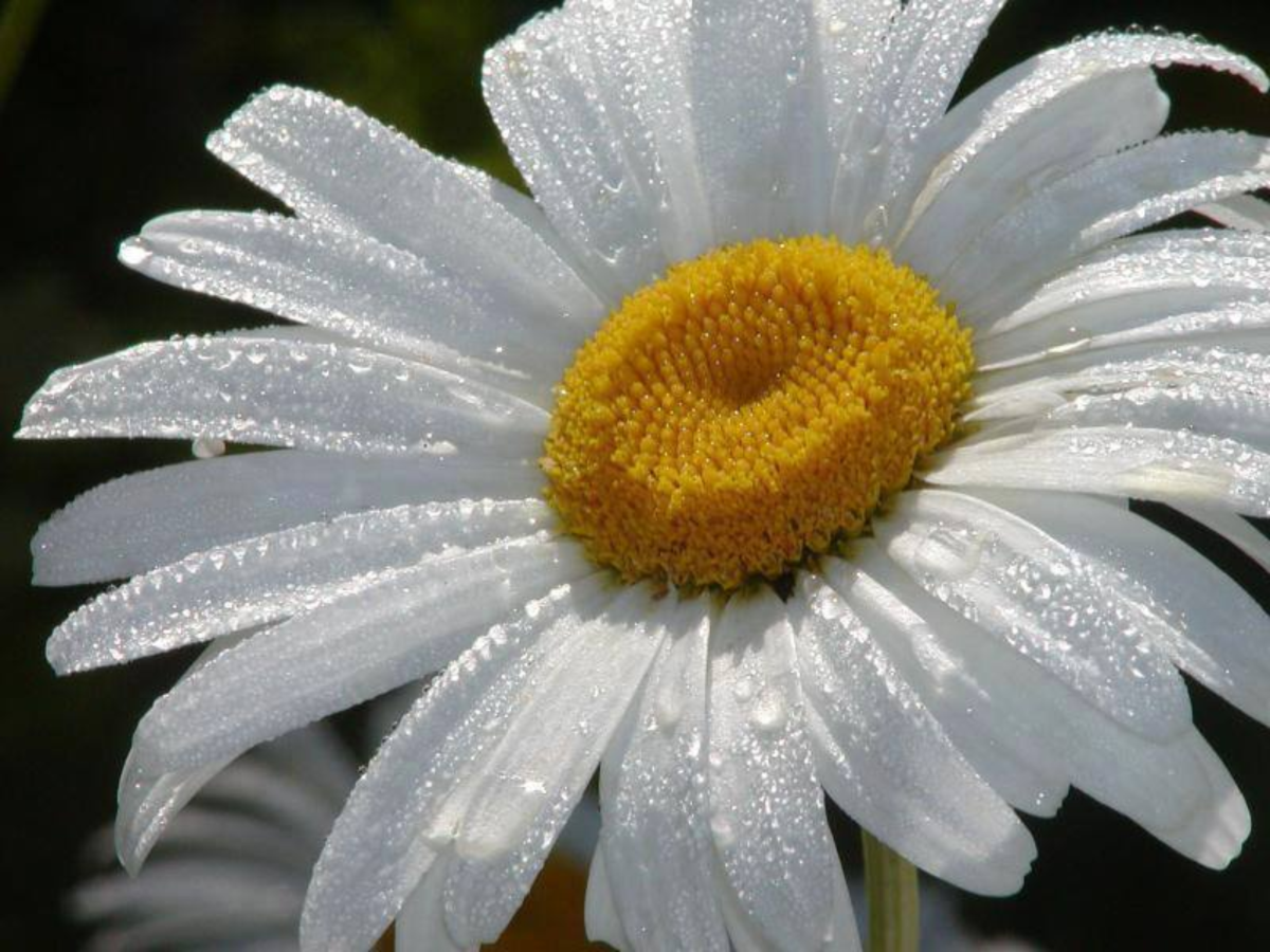 Ромашка символ семьи любви и верности