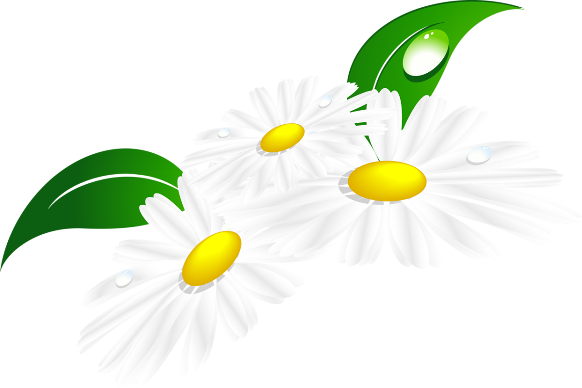 Мультяшный букет ромашек