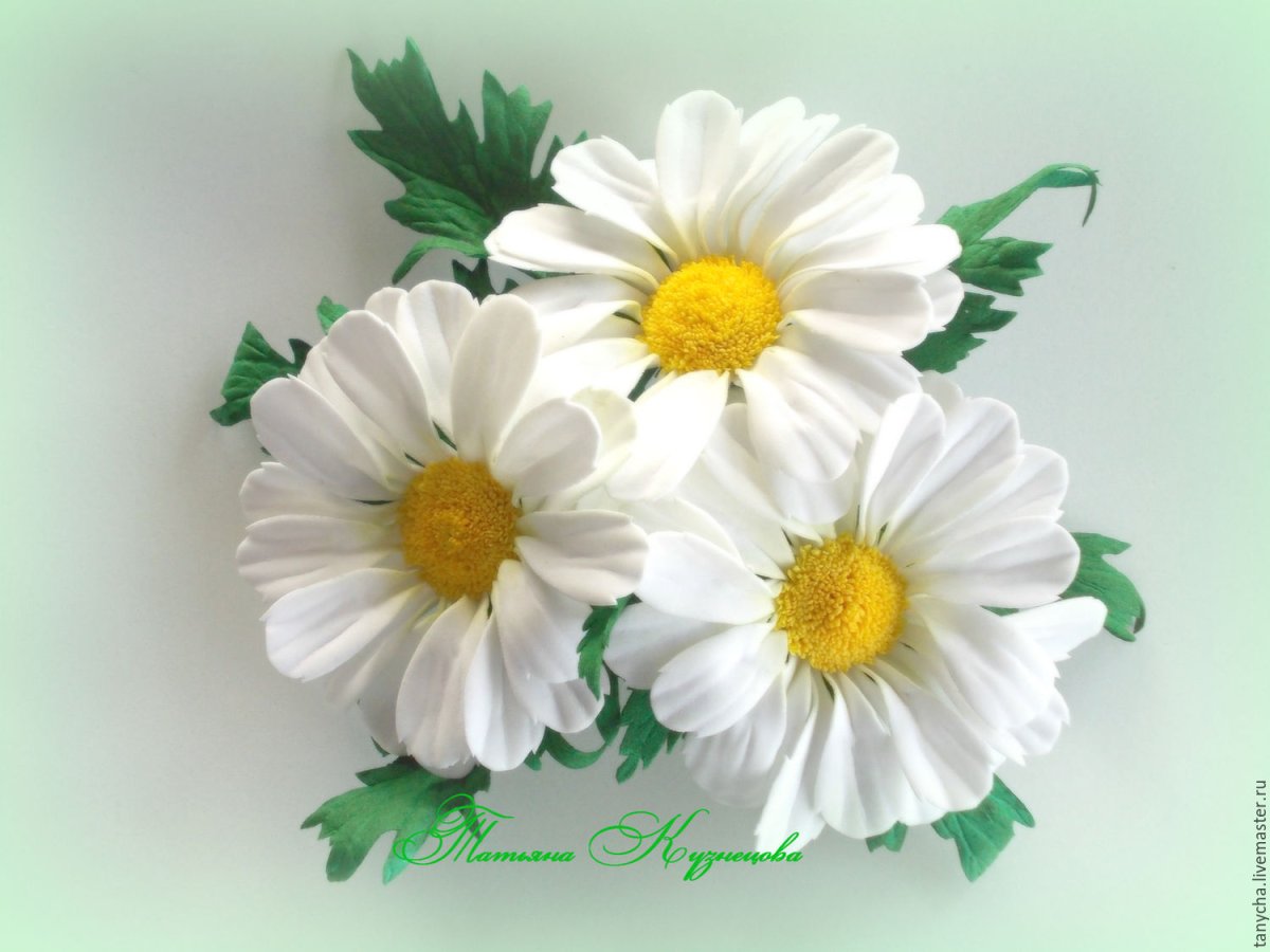 Летние цветы на прозрачном фоне