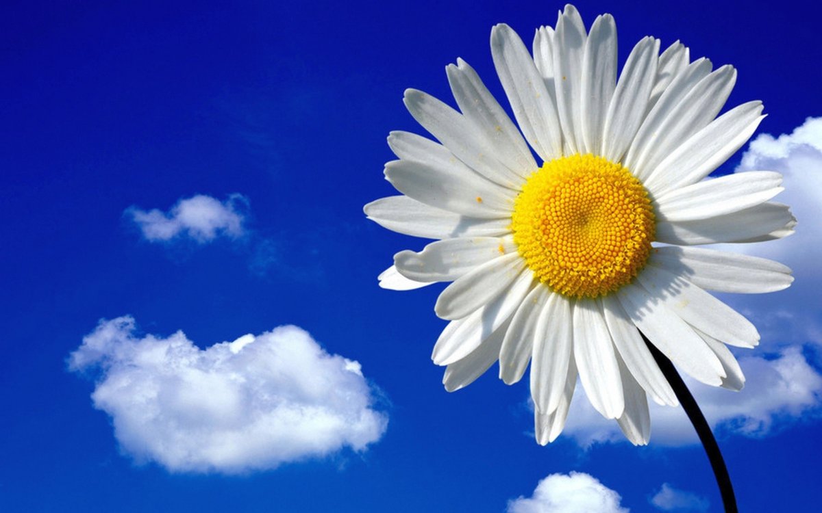Ромашки на голубом небе