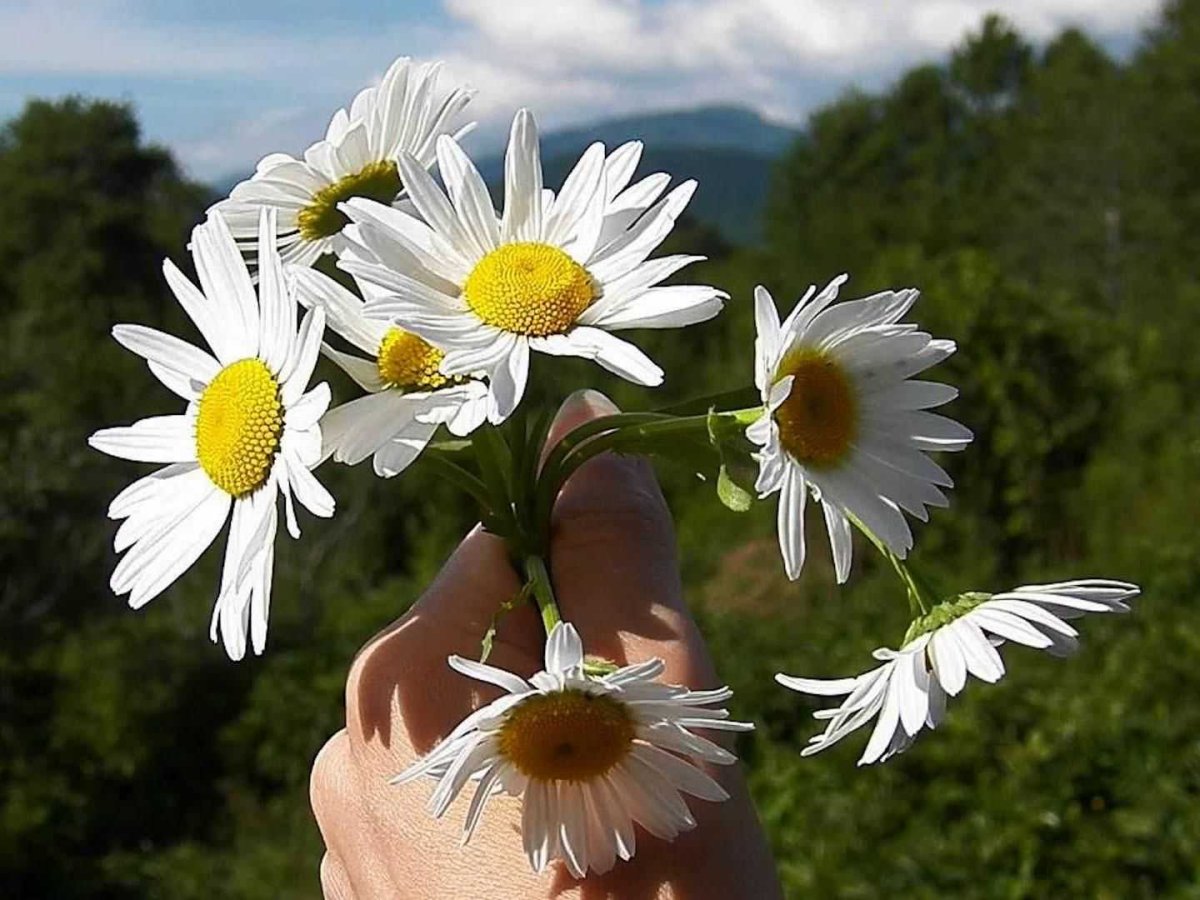 Ромашка мультяшная для детей