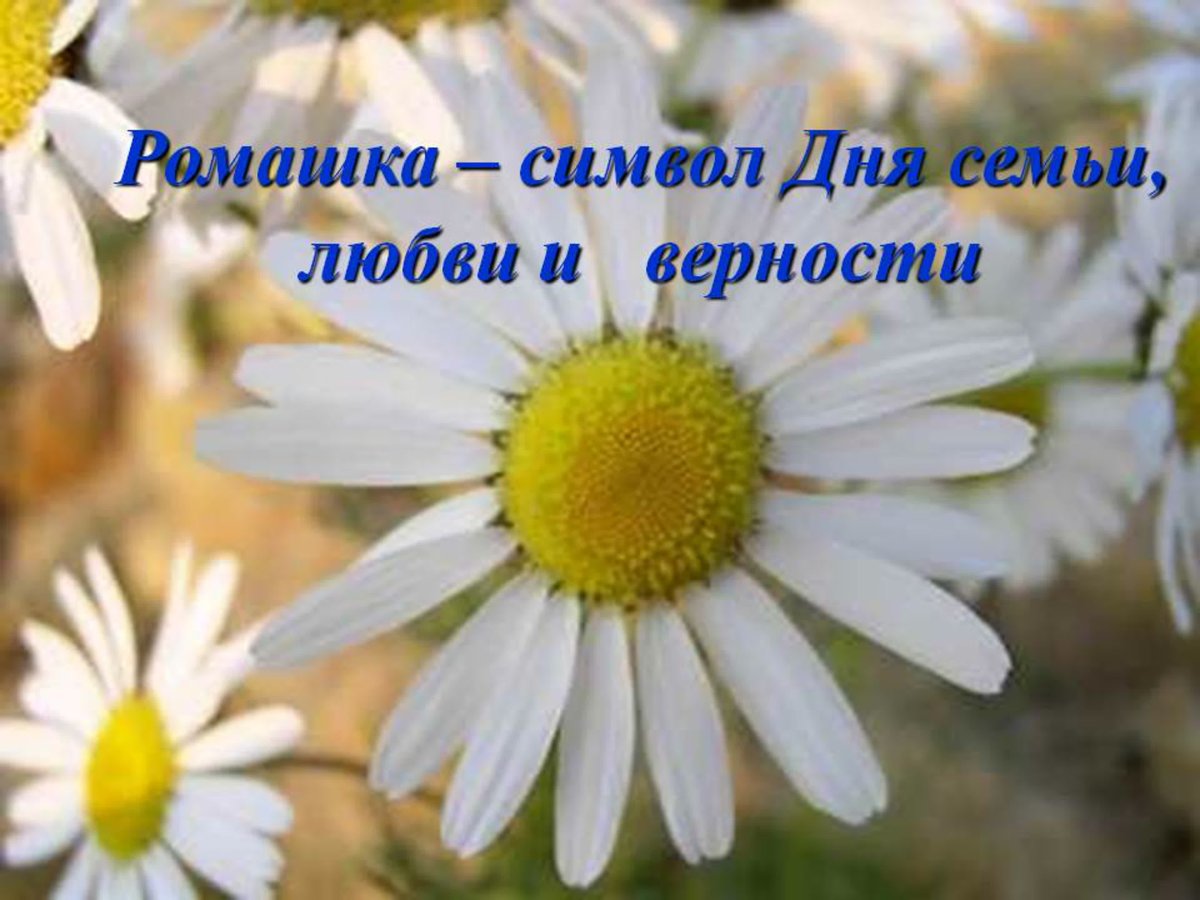 Нарисовать ромашку