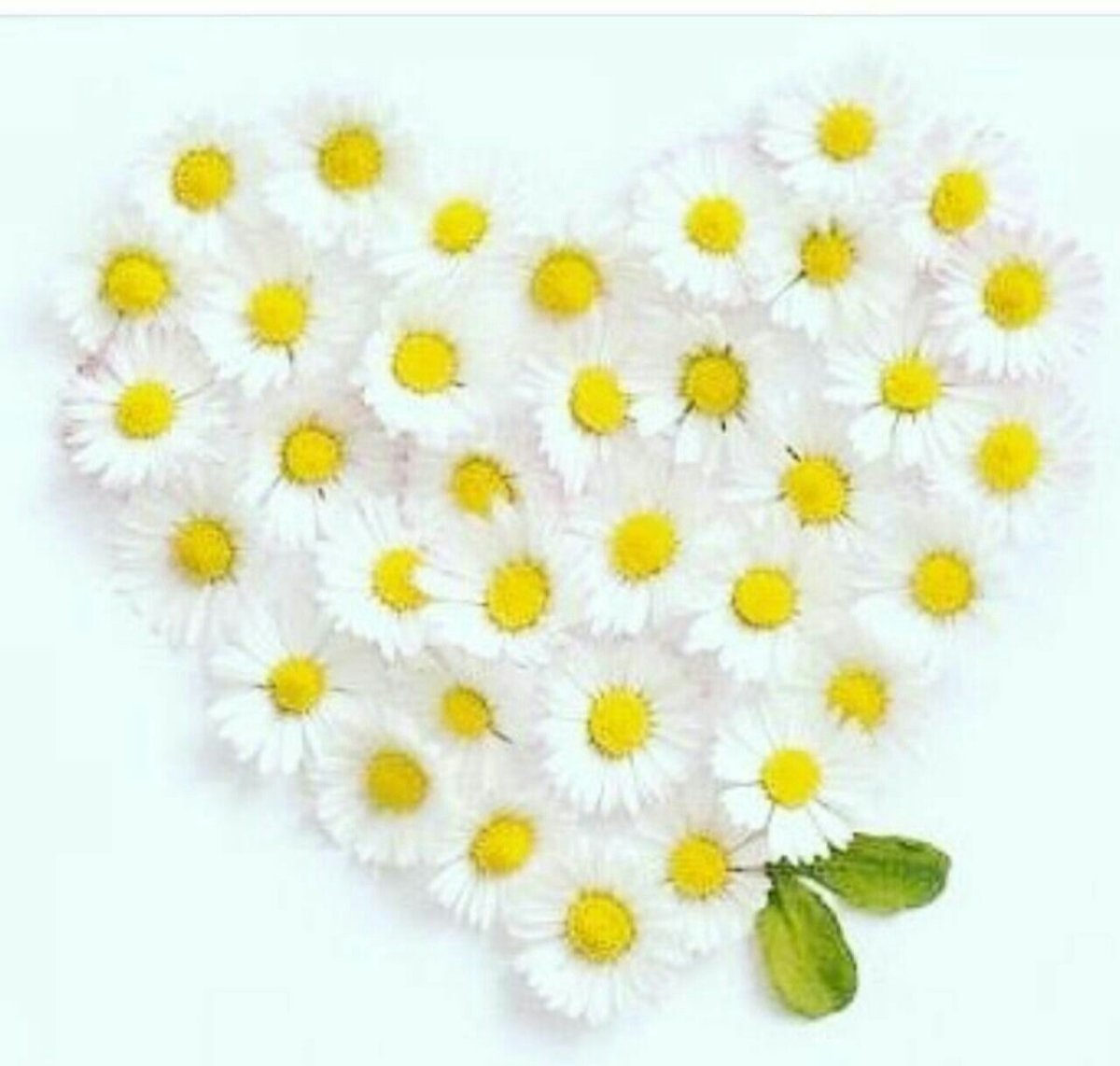 Букет ромашек с Божьей коровкой