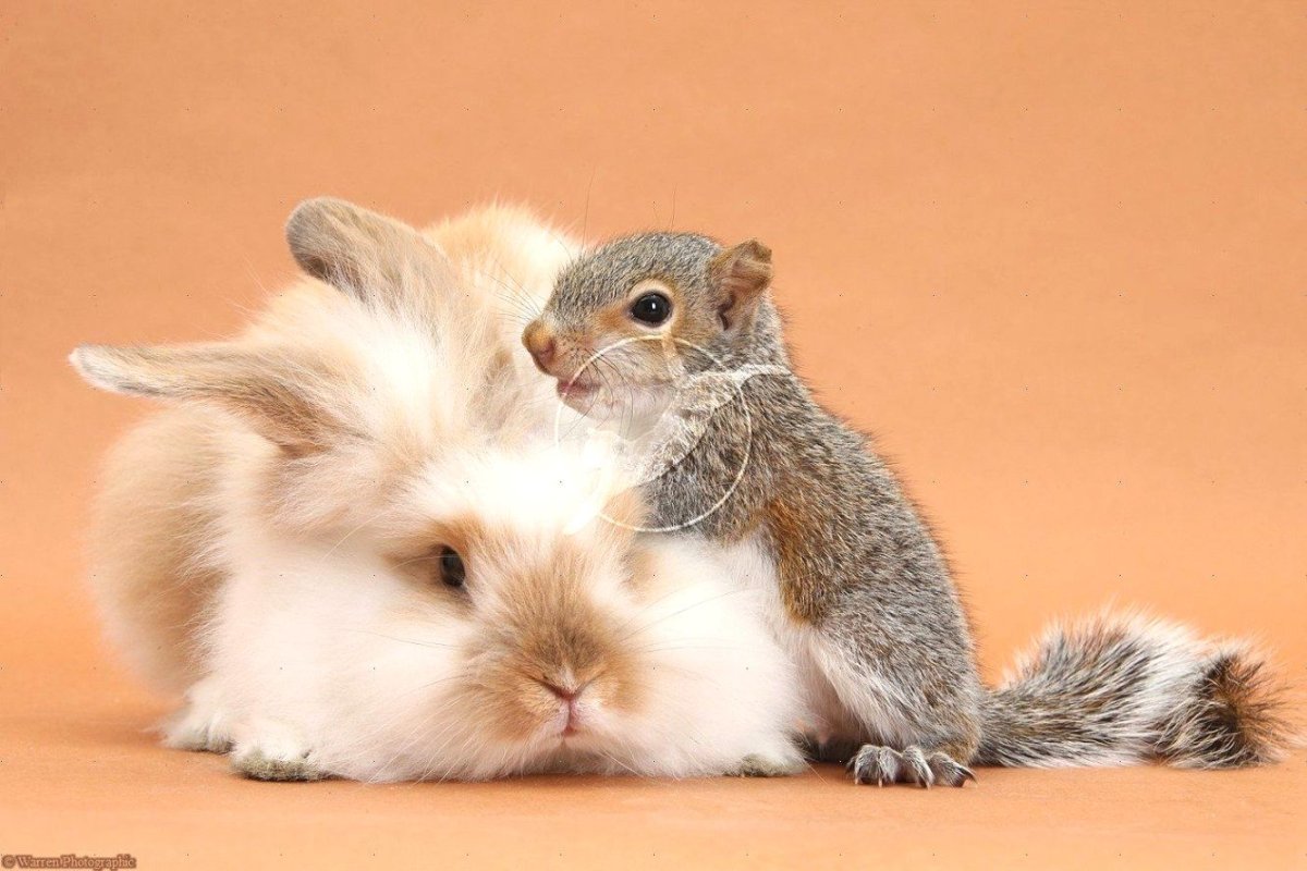 Белка и заяц