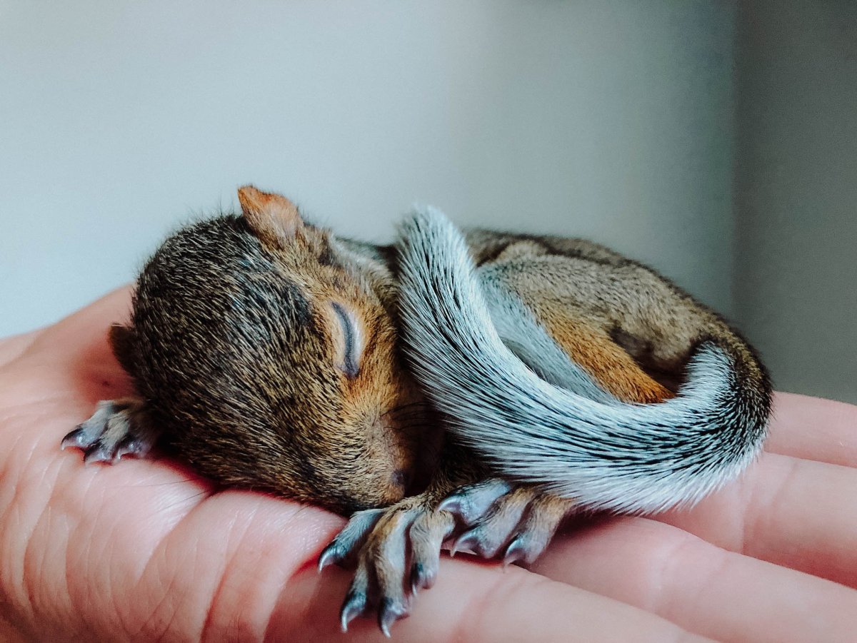 Маленьких миленьких бельчат перчаток