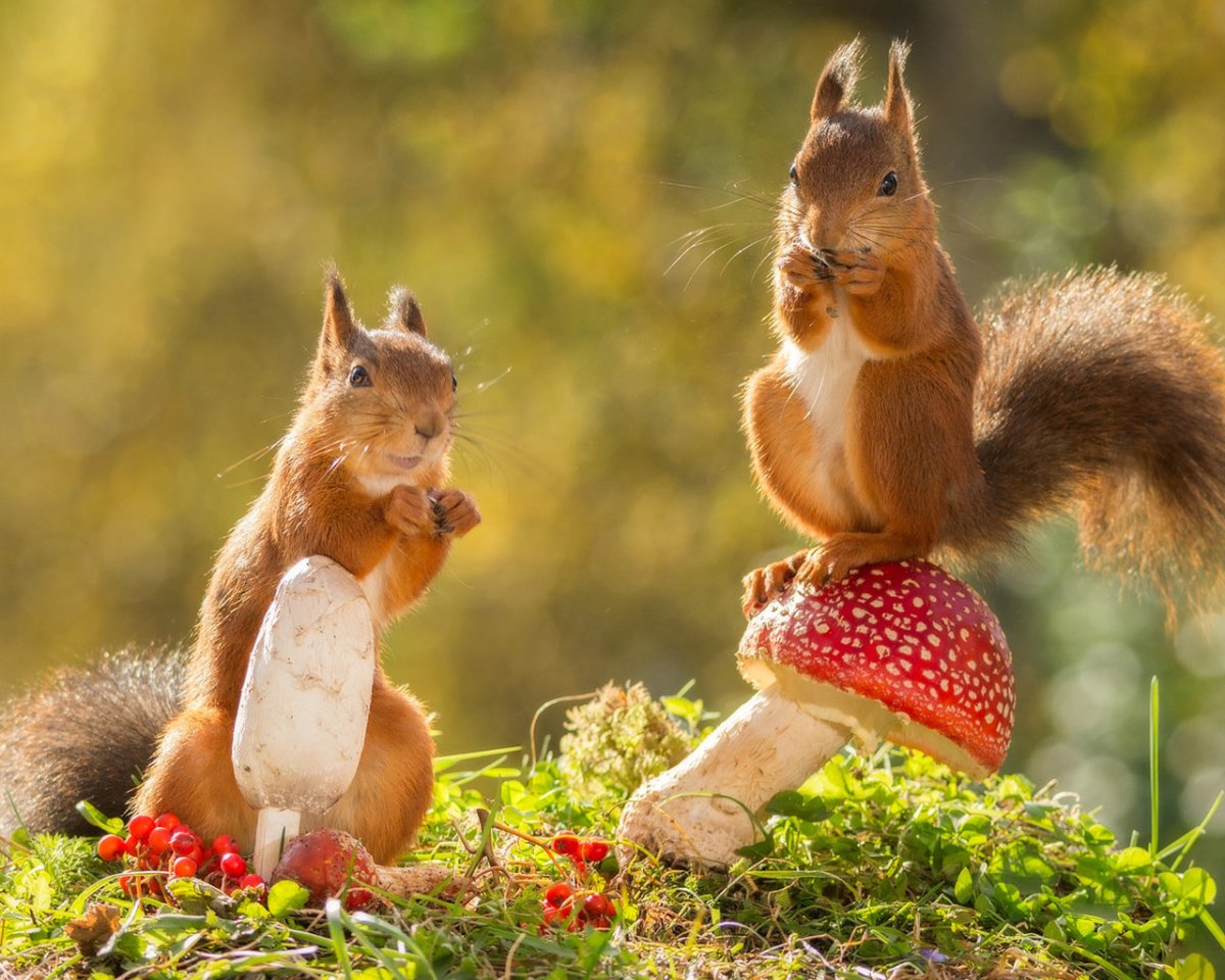 Влюбленные белочки