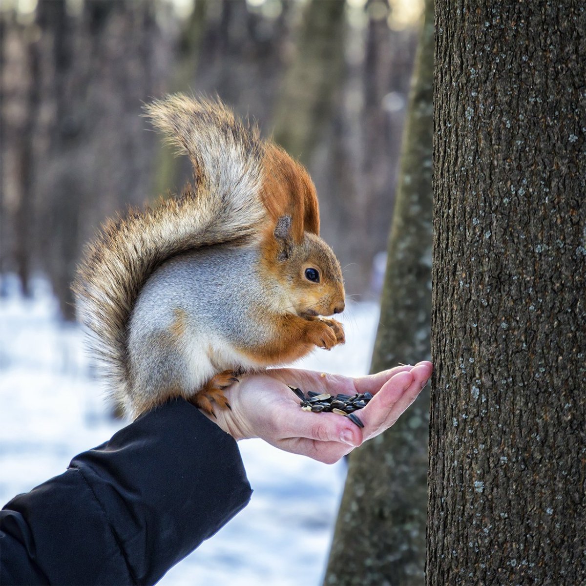Белка фотомодель