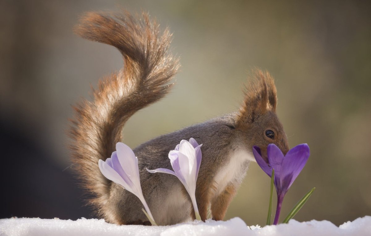 Заяц и белка весной