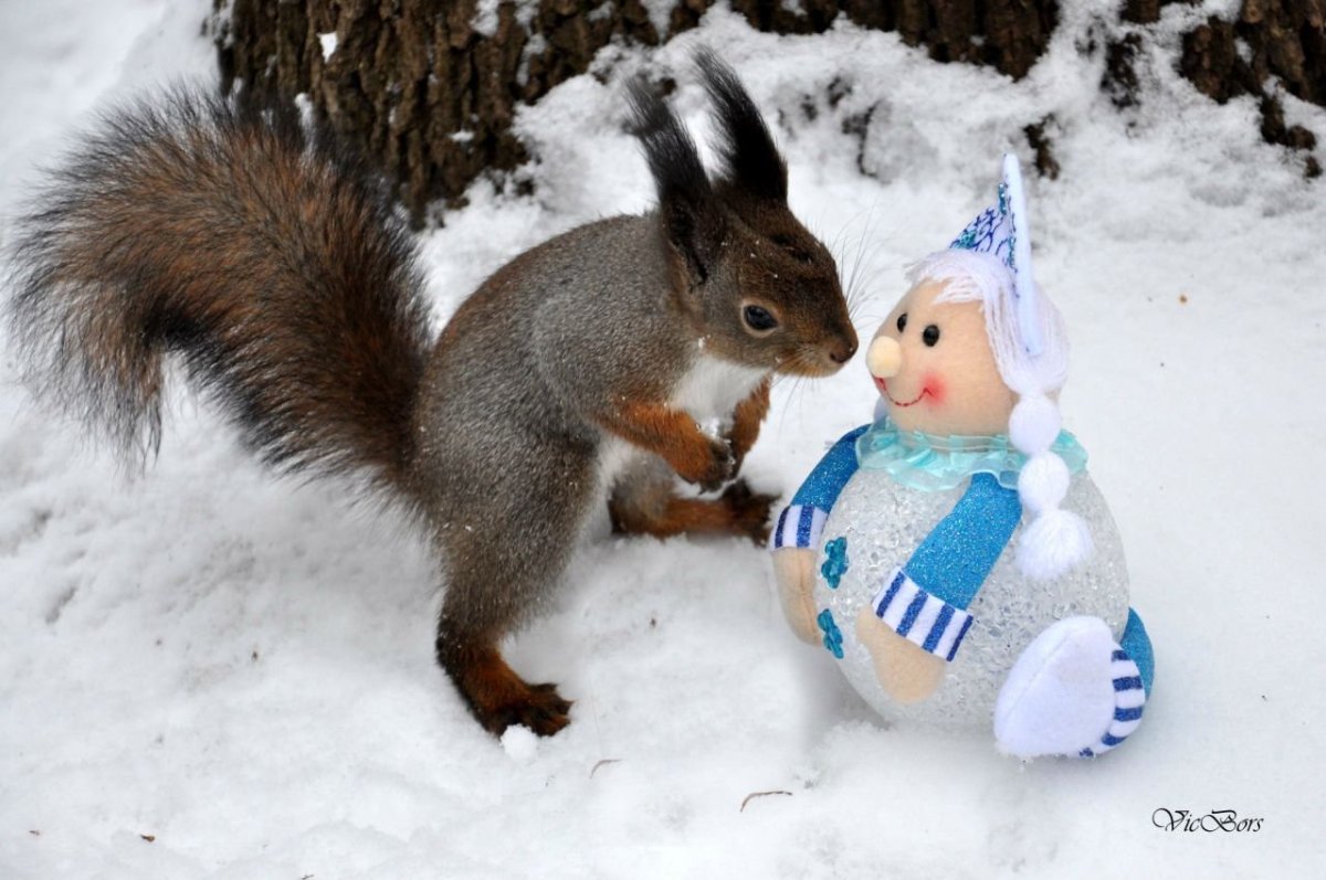 Белка в зимнем наряде