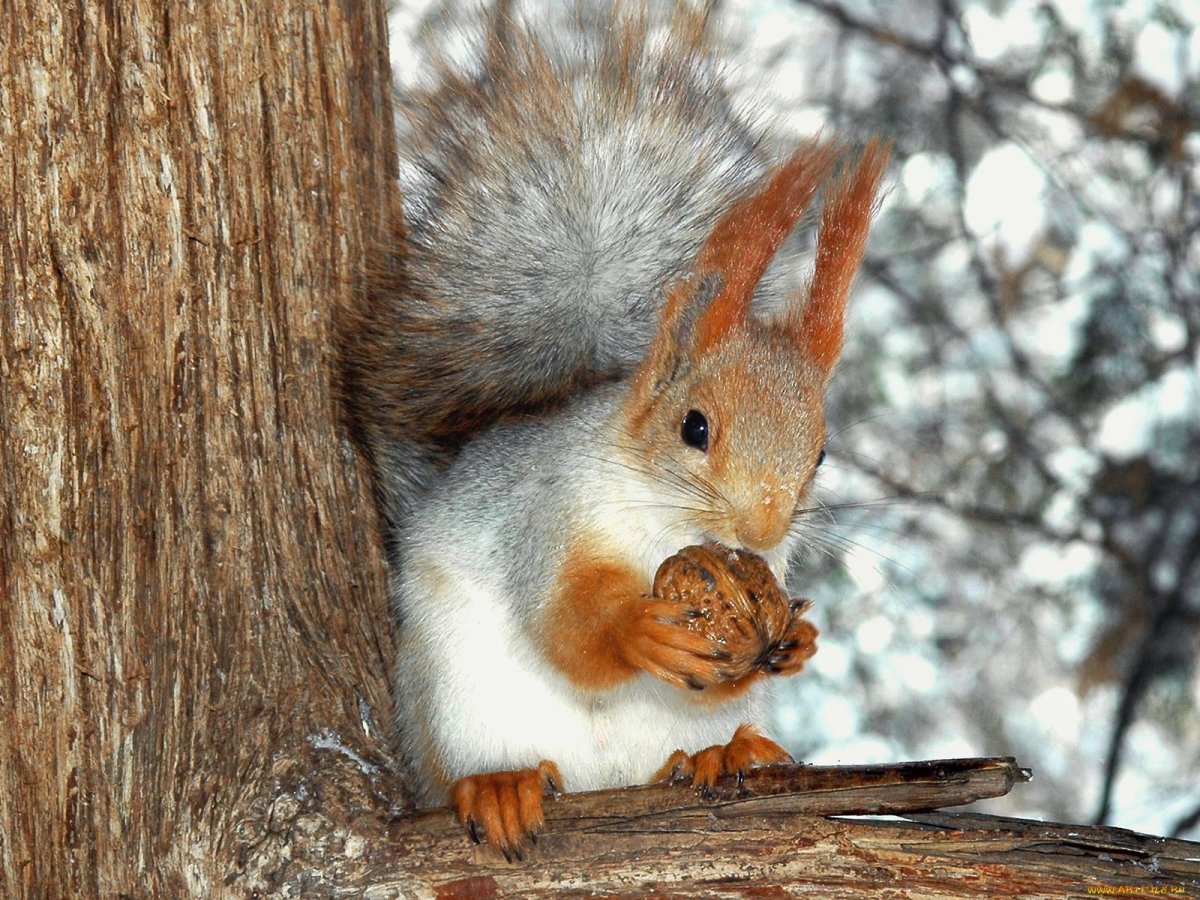Лесные животные белка с бельчатами