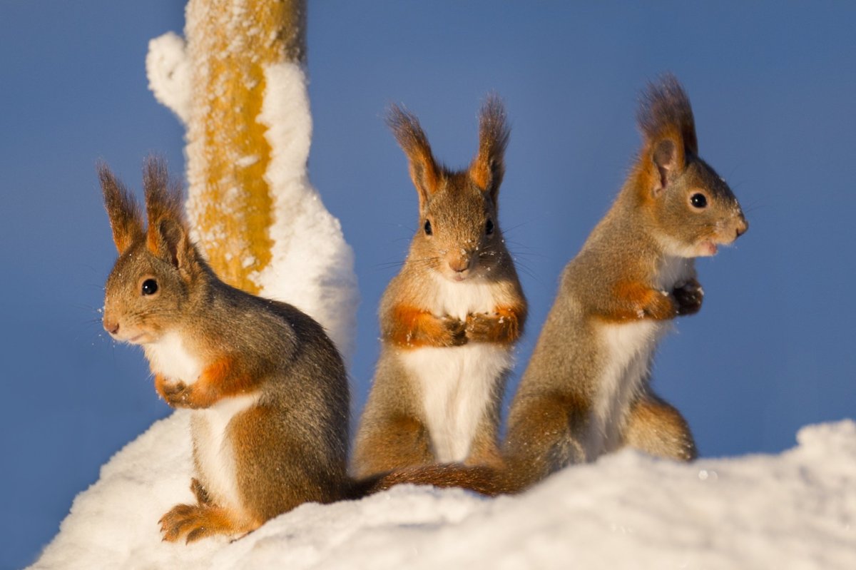 Много белочек