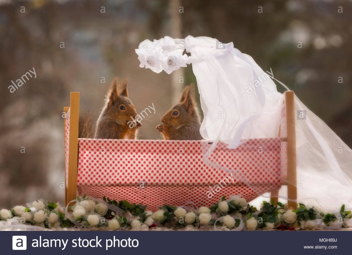 Белка в свадебном платье