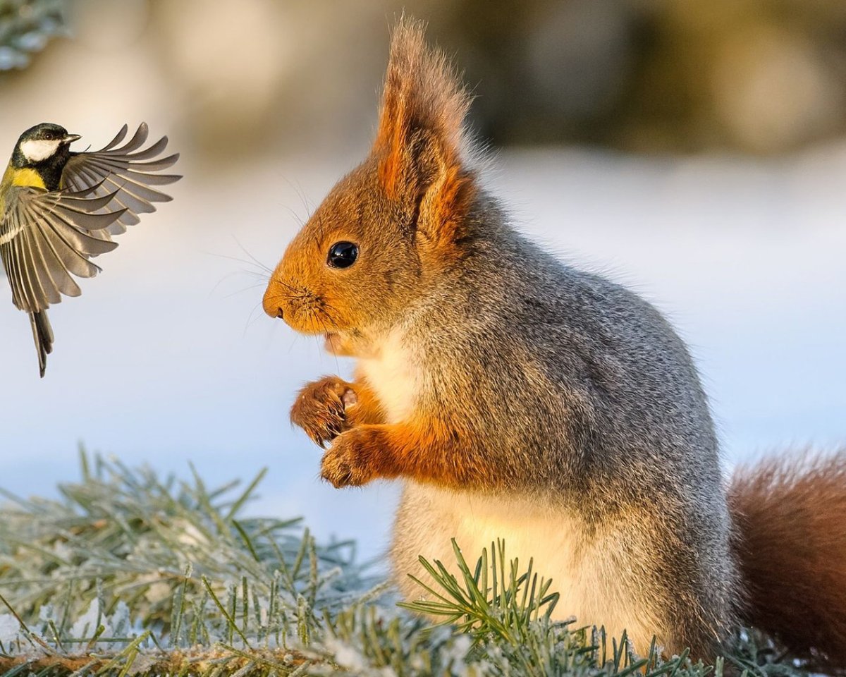 Зайцы и белки