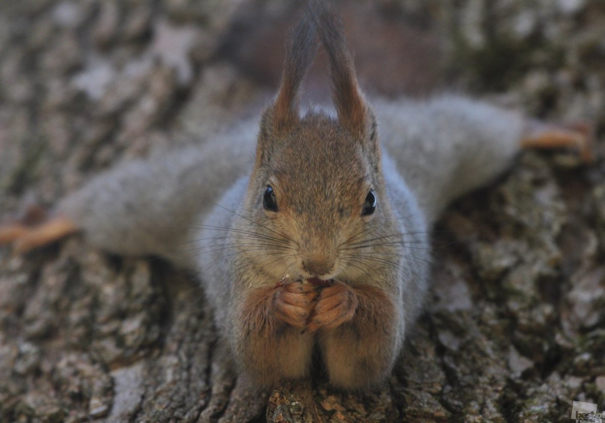 Белка победитель