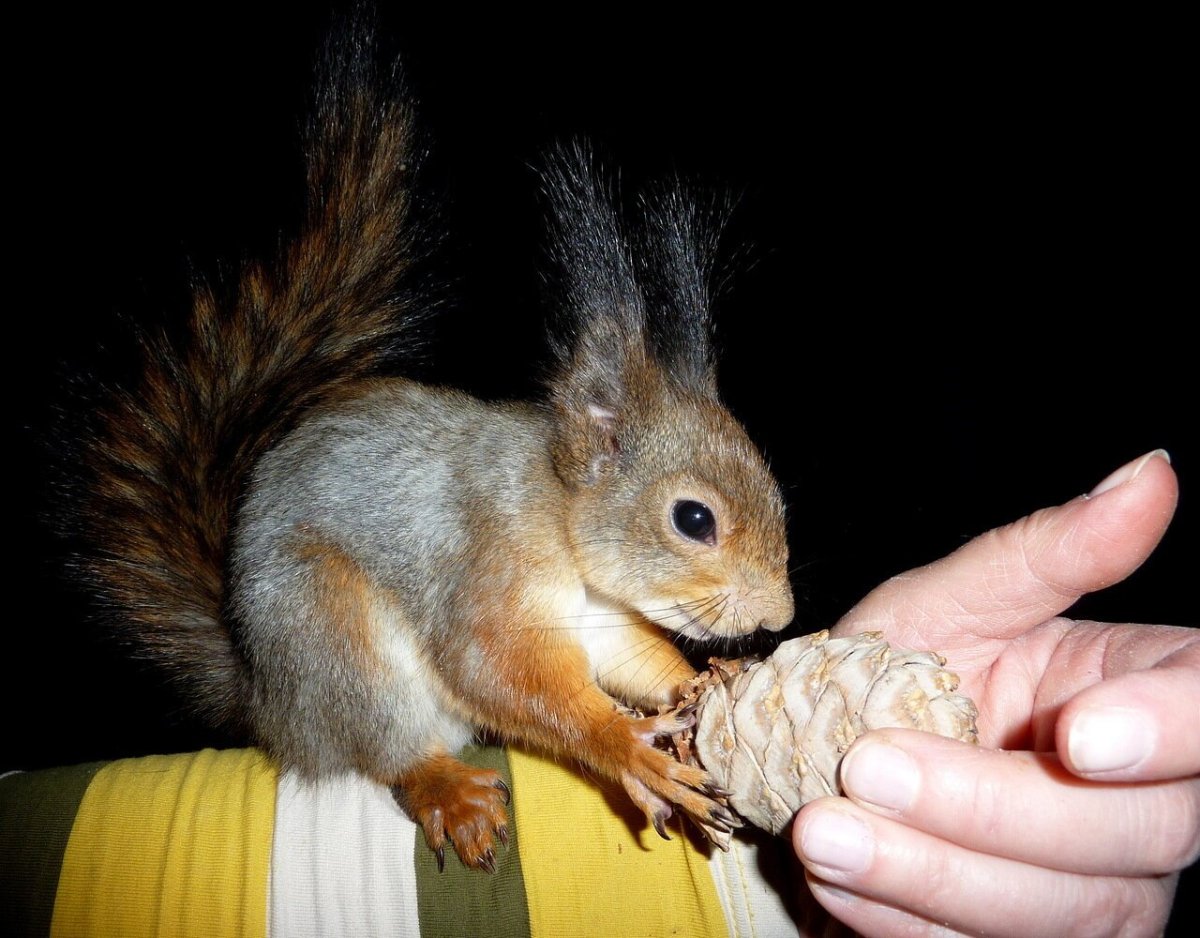 Булочки зайчики