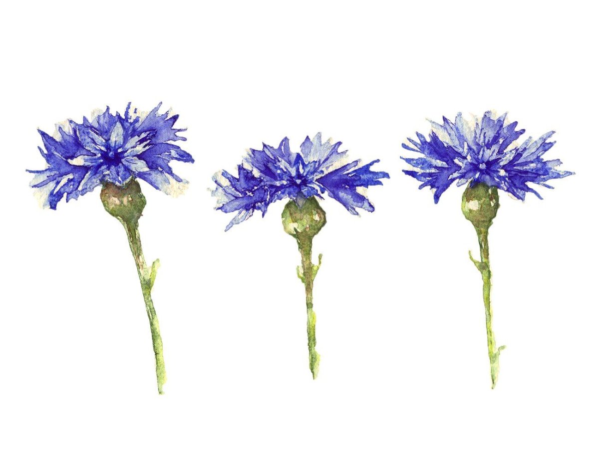 Васильки акварелью