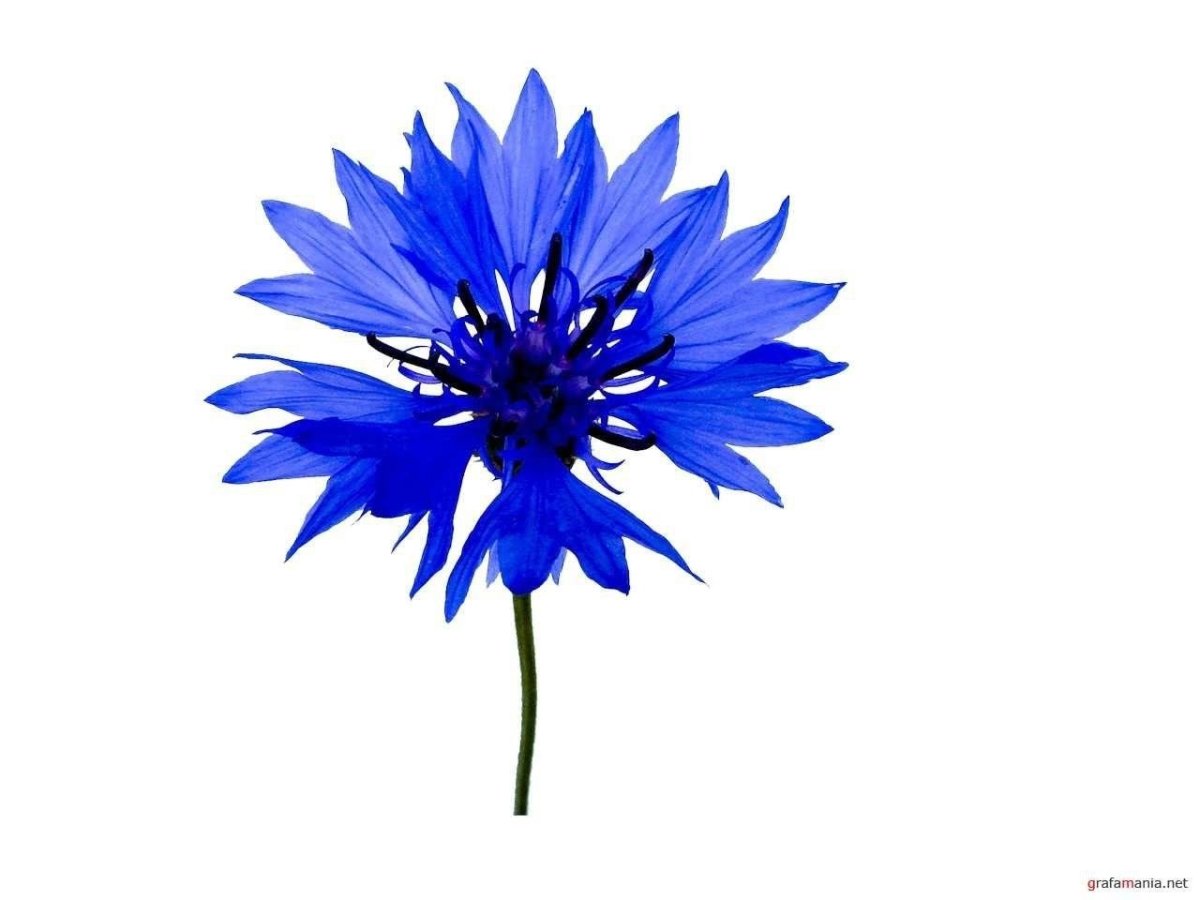 Ботаническая иллюстрация Василек акварель