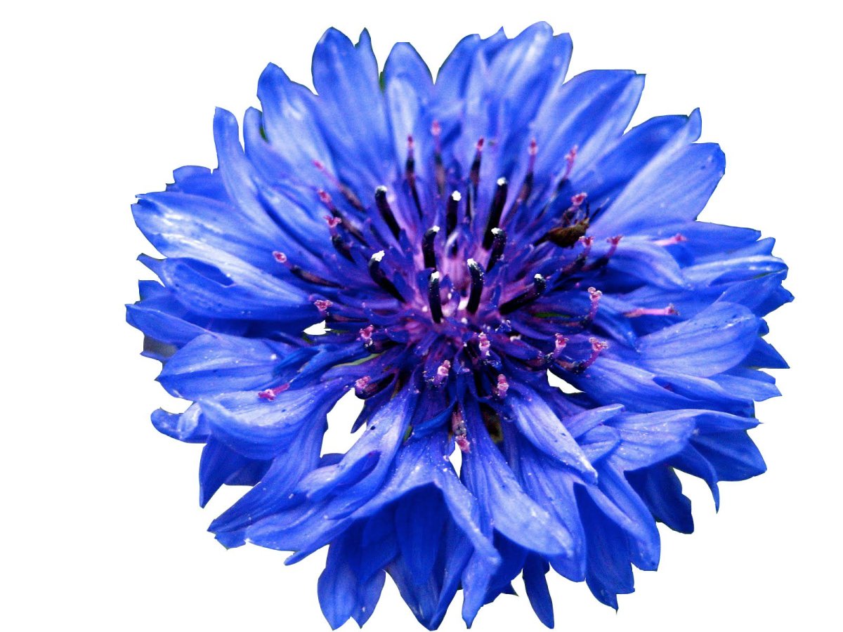 Васильки иллюстрация