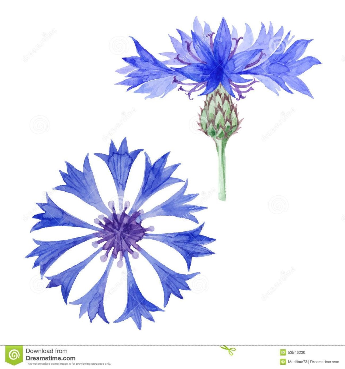 Акварель цветы васильки