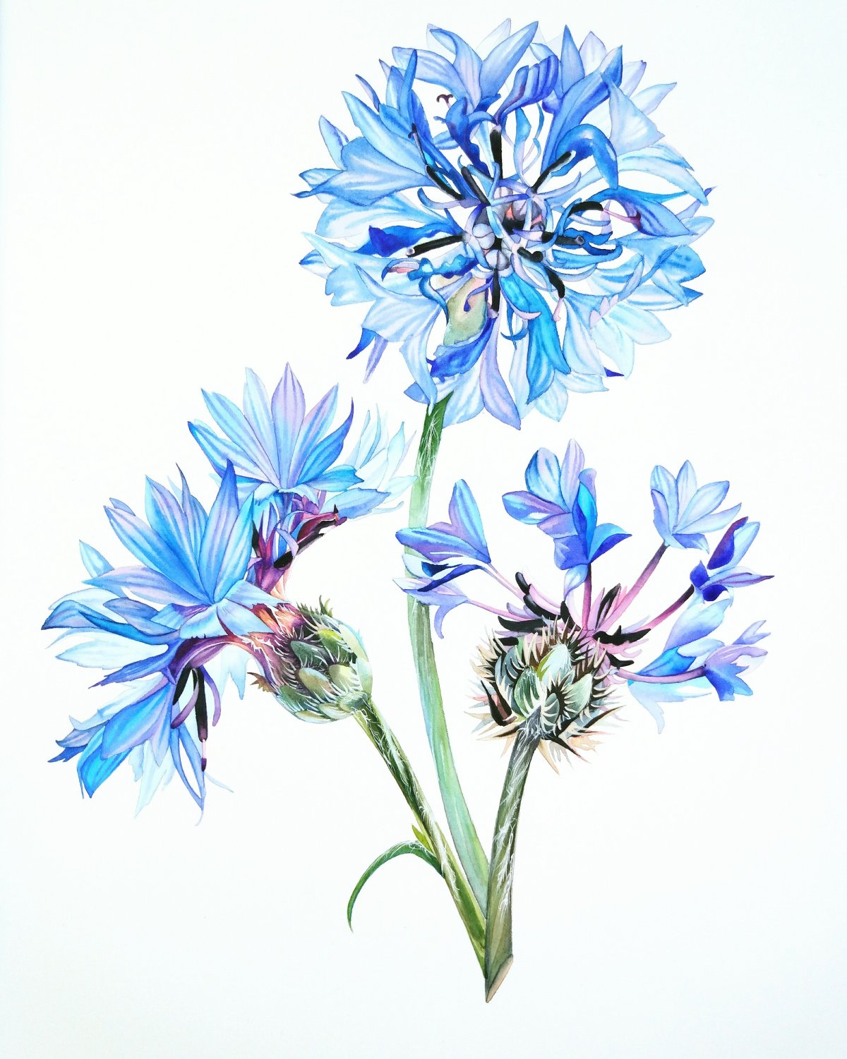 Рисунок васильки по ткани