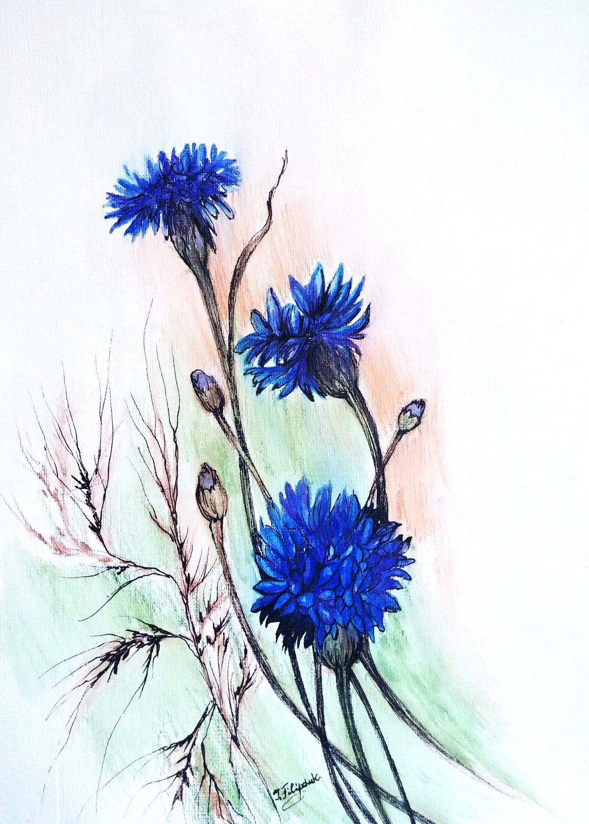 Ботаническая иллюстрация Василек акварель