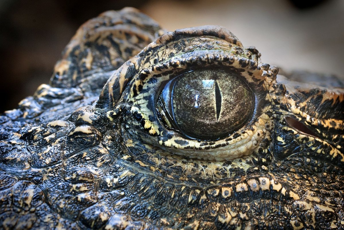 Зрачок глаза крокодила