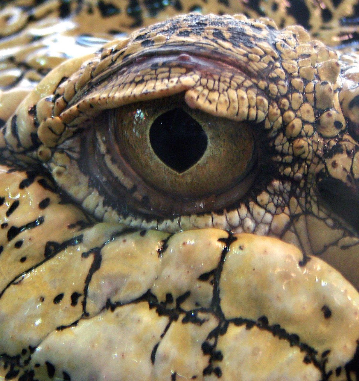 Гребнистый крокодил глаза